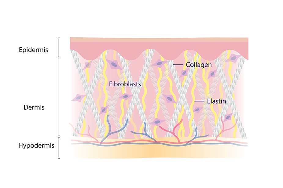 Collagen An Important Building Block Skin Structure Image 2
